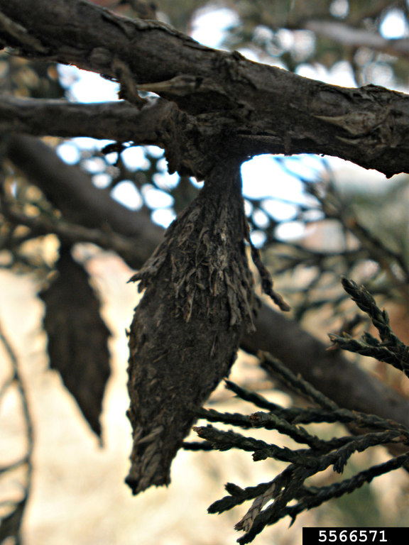 evergreen bagworm (Thyridopteryx ephemeraeformis)