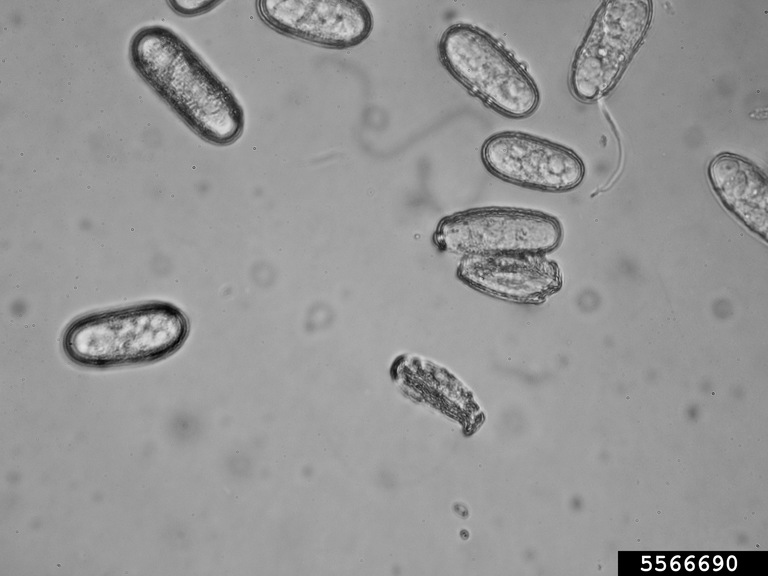 powdery mildew (Genus Erysiphe)
