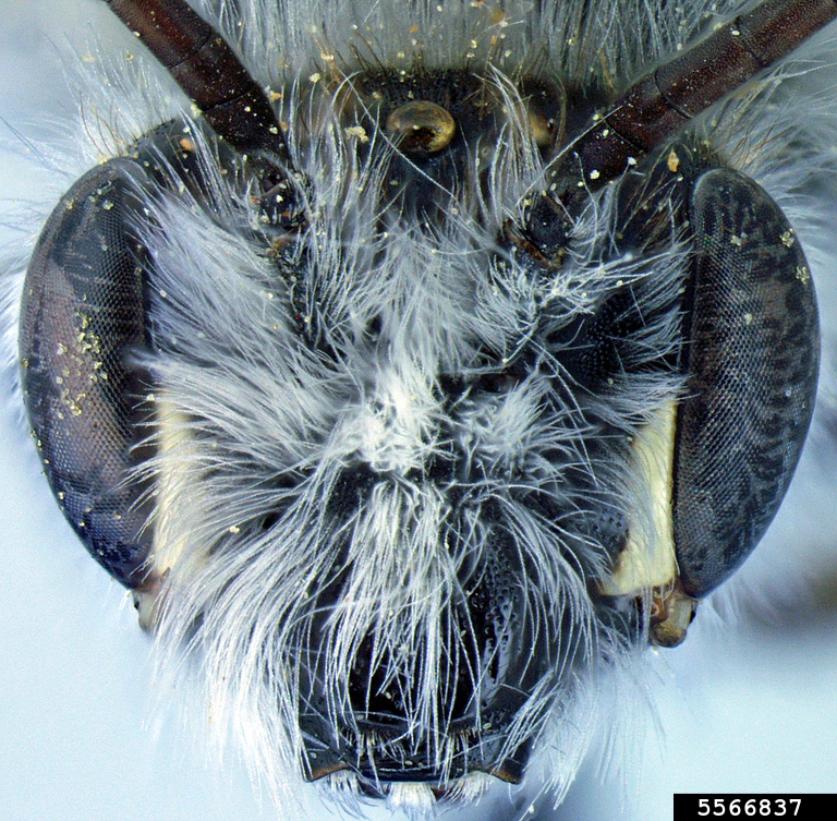 creosote bush Ancylandrena (Ancylandrena larreae)