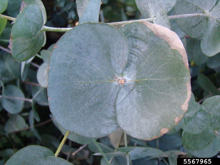 argyle apple (Eucalyptus cinerea)