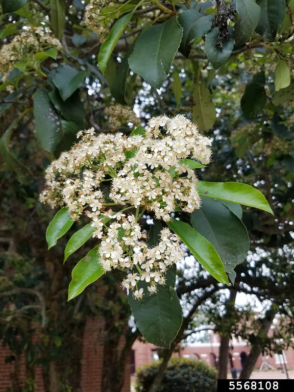 photinia toscana Red Tip Photinia