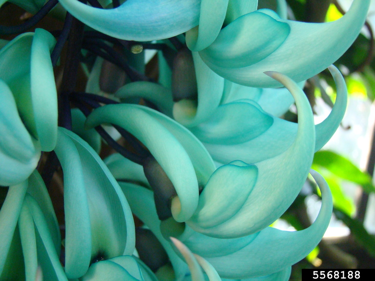 jade vine (Strongylodon macrobotrys)