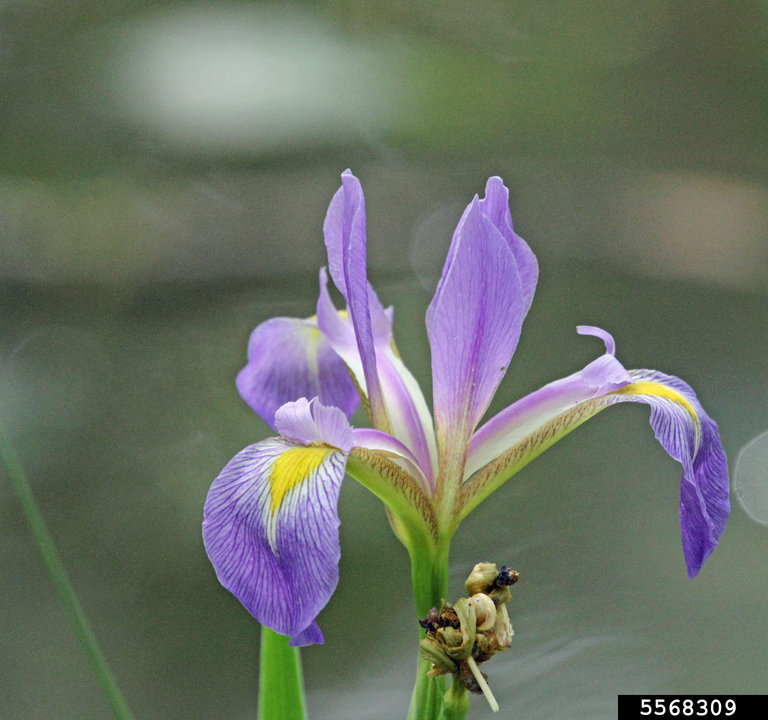 Virginia iris (Iris virginica)