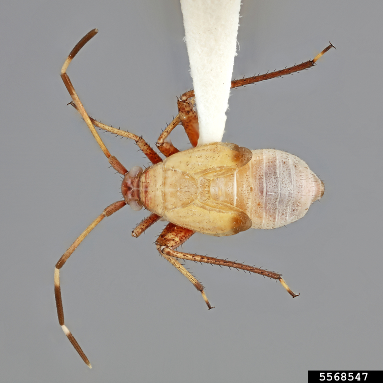 Rapids Insect rapid plant bug (Adelphocoris rapidus (Say))