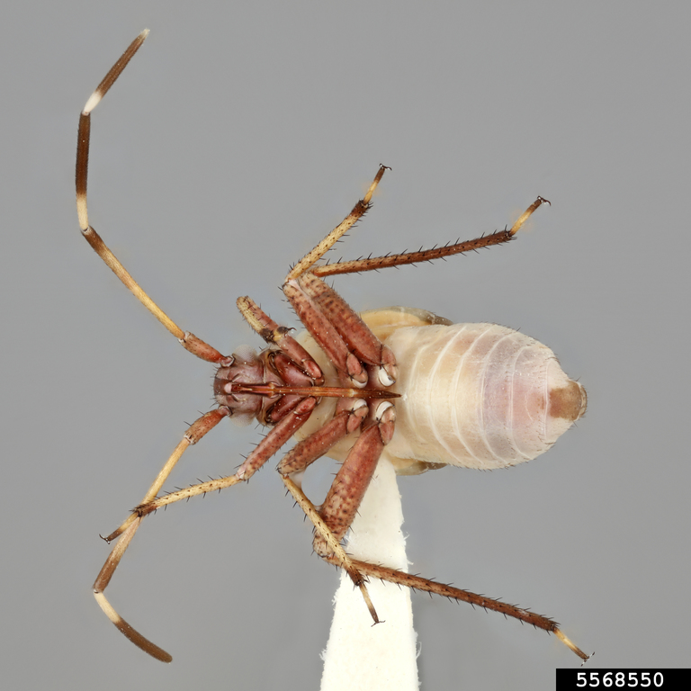 Rapids Insect rapid plant bug (Adelphocoris rapidus (Say))