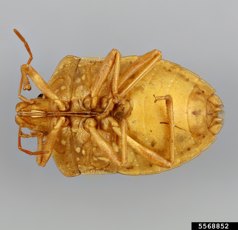 shield bug (Acledra albocostata)