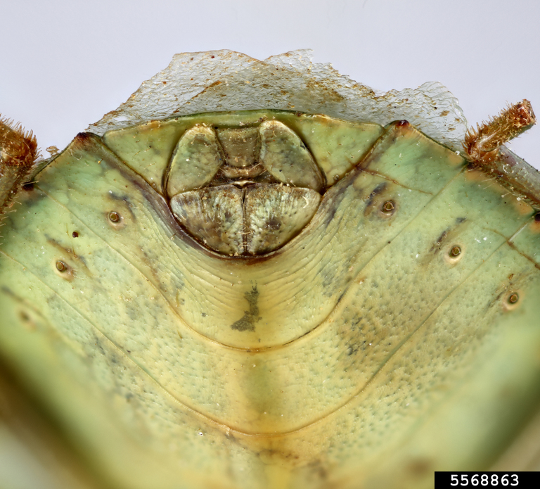 stink bug (Acrosternum armigerum)