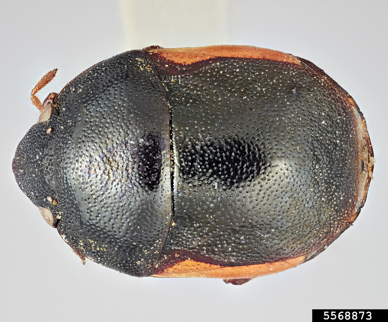 ebony bug (Allocoris incognita)
