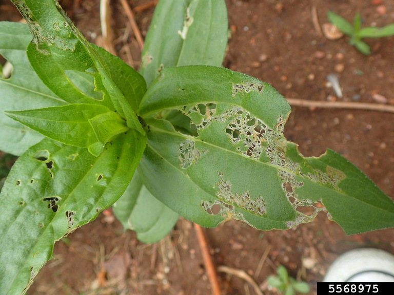 earwig (Order Dermaptera)