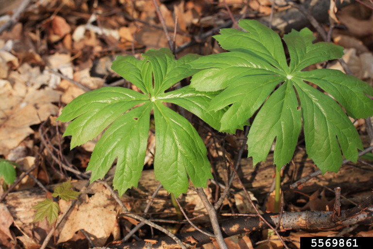 mayapple (Podophyllum peltatum)