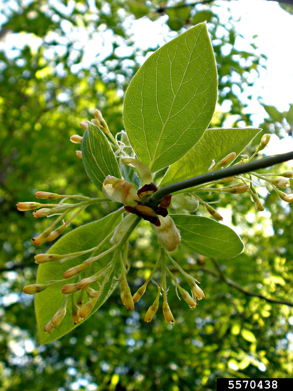 sassafras (Sassafras albidum)