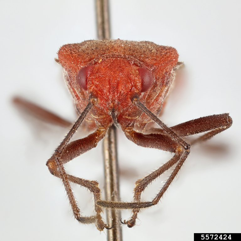 Soapberry bug (Jadera sanguinolenta)