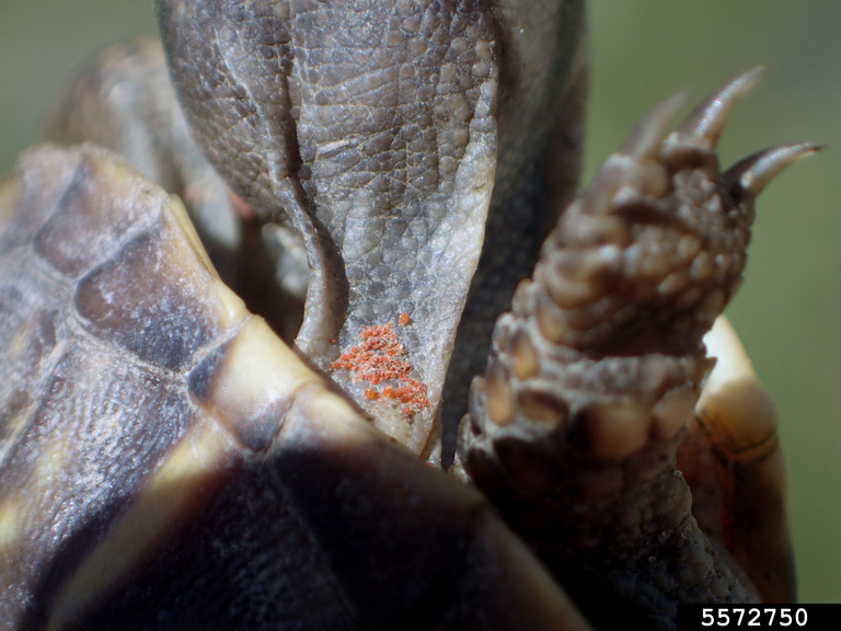 chiggers (Genus Trombicula)