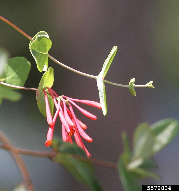 trumpet honeysuckle, Lonicera sempervirens (Dipsacales Caprifoliaceae