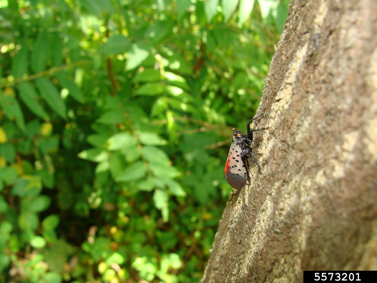 spotted lanternfly (Lycorma delicatula) on treeofheaven (Ailanthus