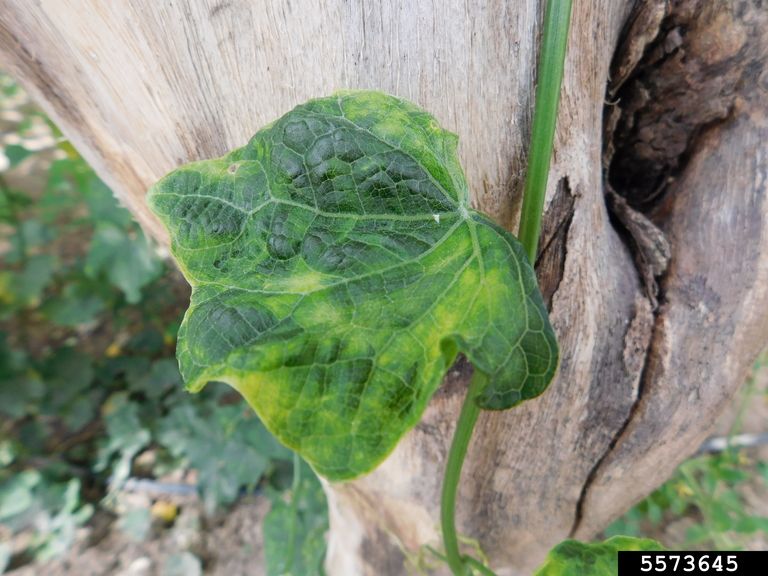 Tomato Leaf Curl New Delhi Virus (Begomovirus Tomato Leaf Curl New