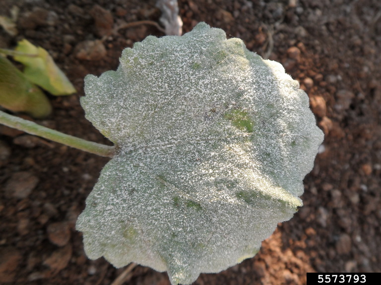 powdery mildew (Erysiphe cichoracearum)
