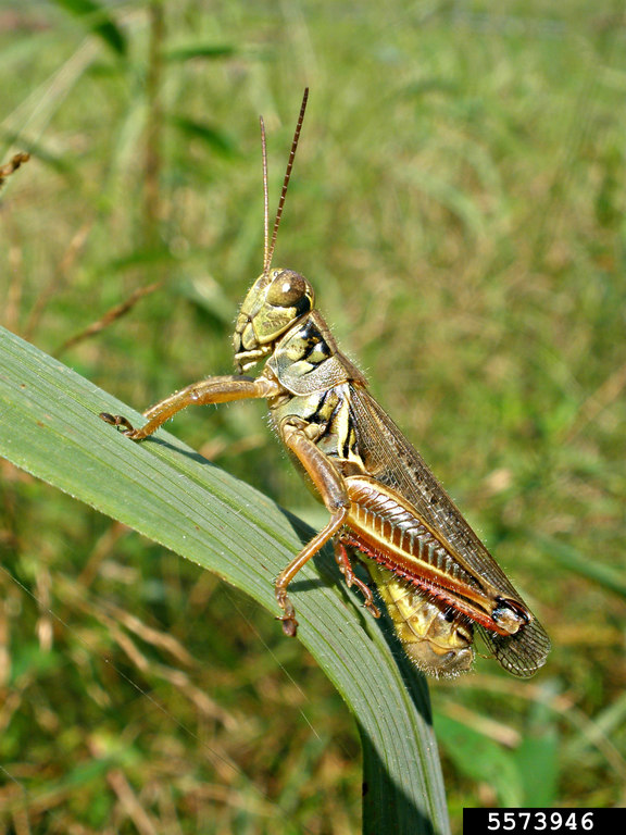 spurthroated (Genus Melanoplus)