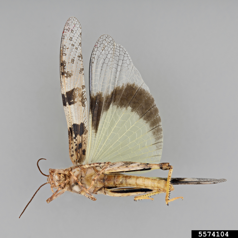 pallidwinged (Trimerotropis pallidipennis)