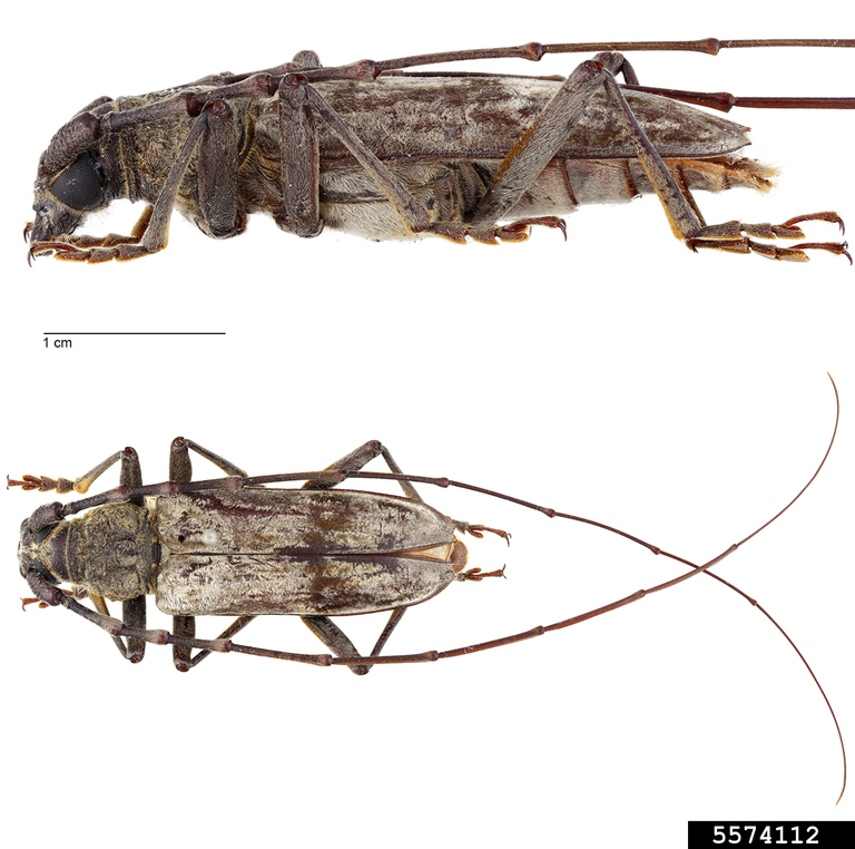 Longhorn beetle (Aeolesthes sarta)
