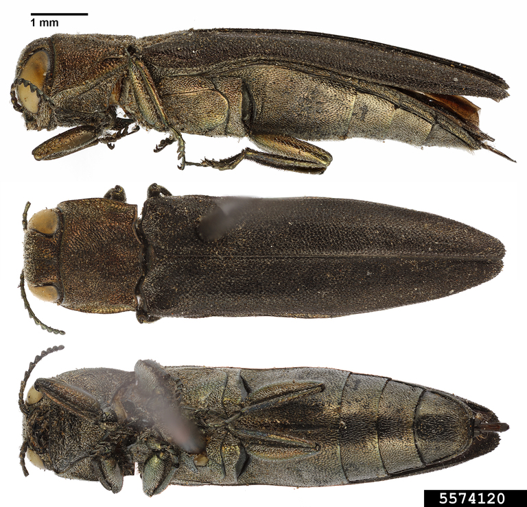bronze birch borer (Agrilus anxius)