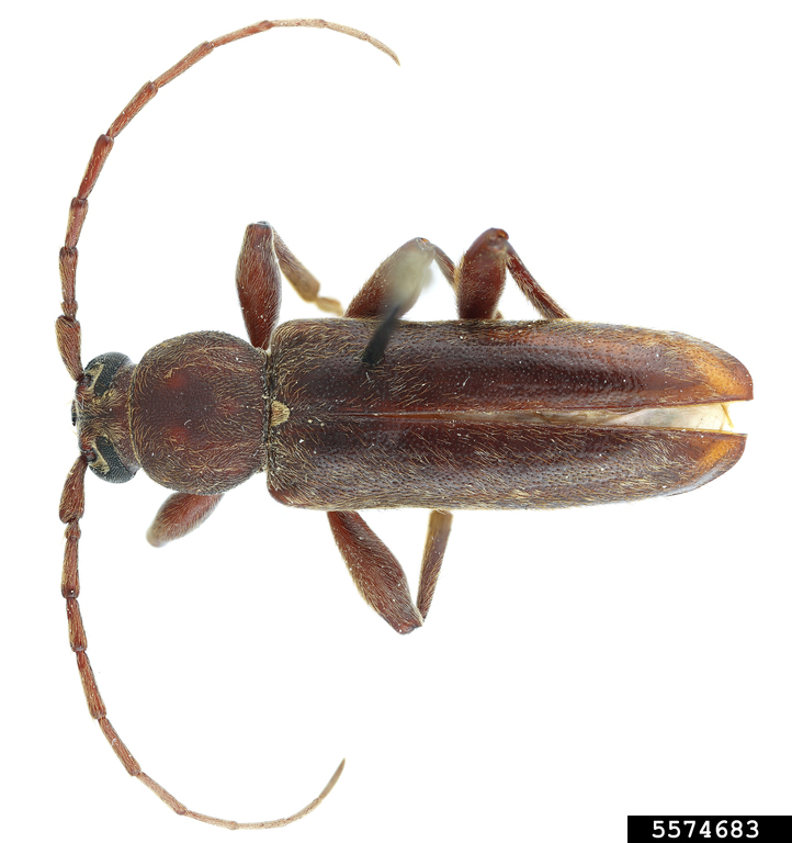 Chinese longhorned beetle, velvet longhorn beetle (Trichoferus campestris)