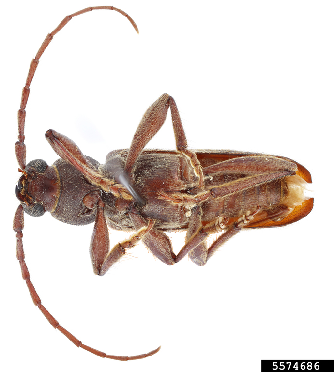 Chinese longhorned beetle, velvet longhorn beetle (Trichoferus campestris)