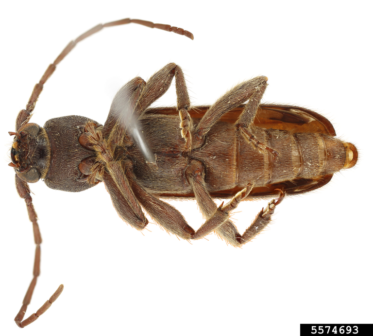 Chinese longhorned beetle, velvet longhorn beetle (Trichoferus campestris)