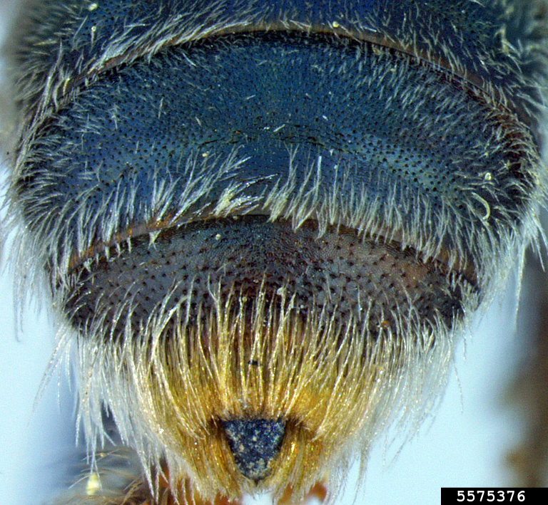 mining bee (Andrena lewisorum)