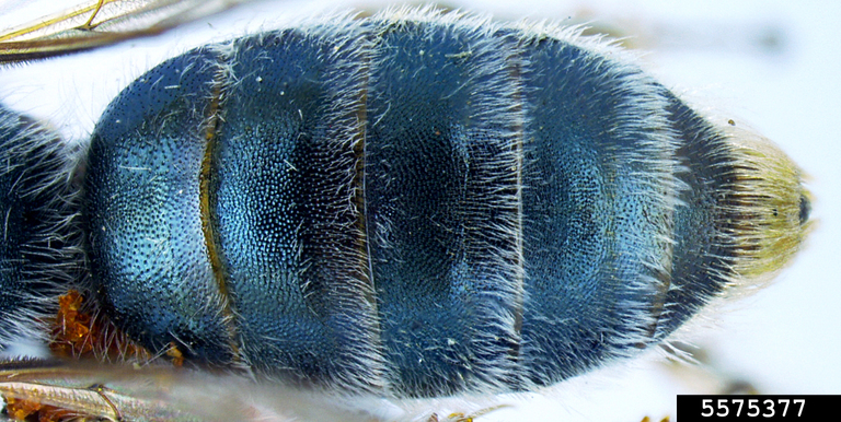 mining bee (Andrena lewisorum)