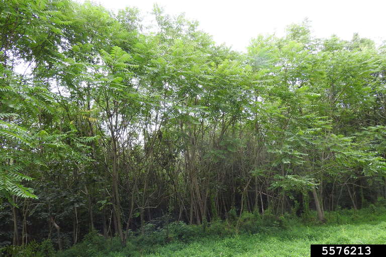 treeofheaven (Ailanthus altissima)