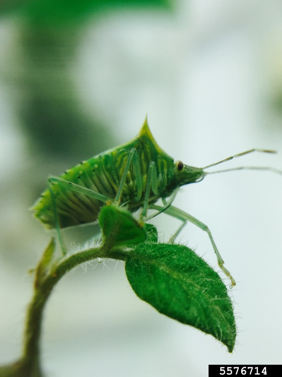 tomato stink bug (Arvelius albopunctatus (De Geer, 1773))