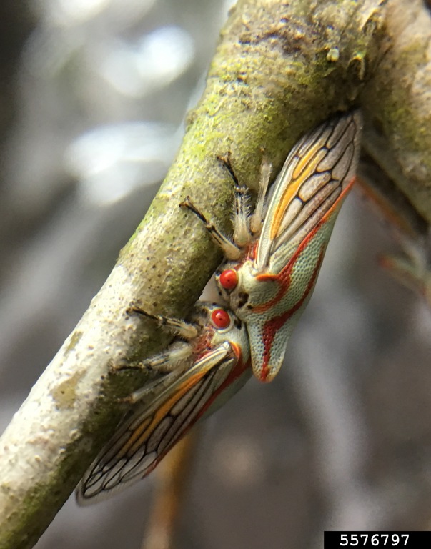 oak treehopper (Platycotis vittata)