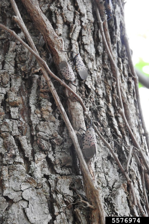 spotted lanternfly (Lycorma delicatula (White, 1845))