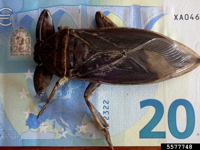 giant water bug (Lethocerus oculatus)