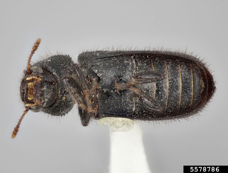 horned powderpost beetle (Stephanopachys asperulus)