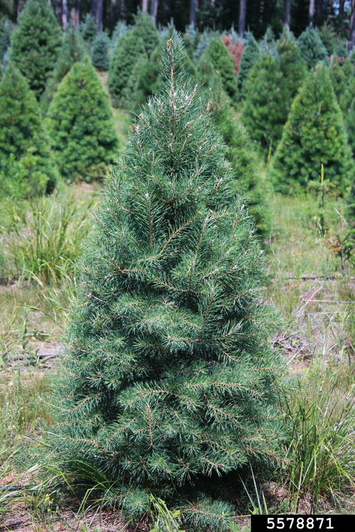 Scots pine (Pinus sylvestris)