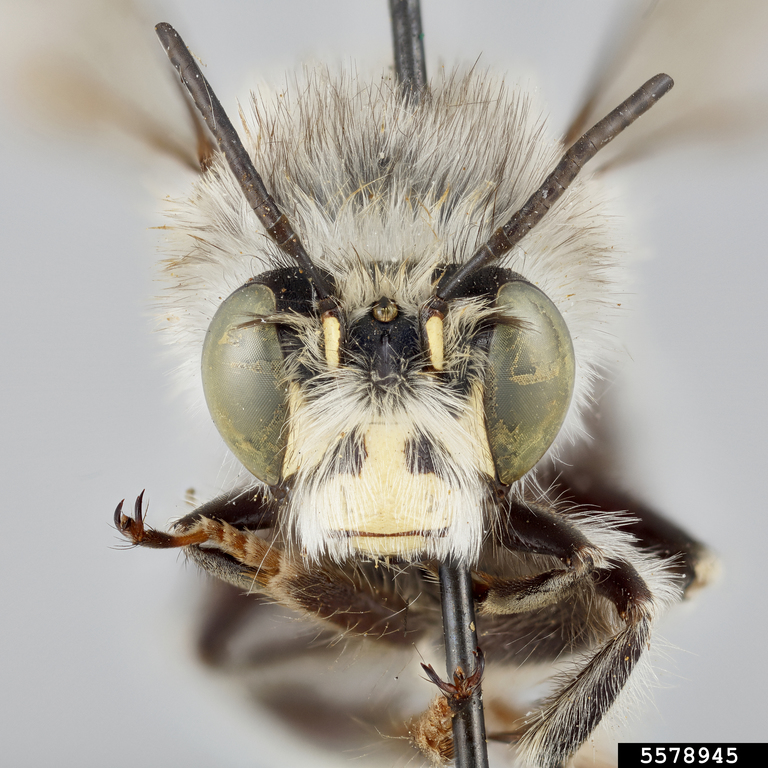 Digger bee (Anthophora ursina ssp. ursina)