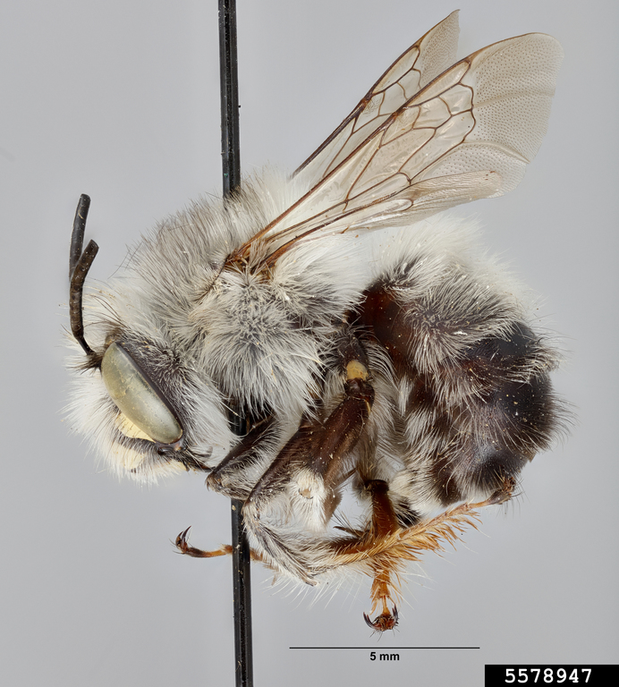 Digger bee (Anthophora ursina ssp. ursina)