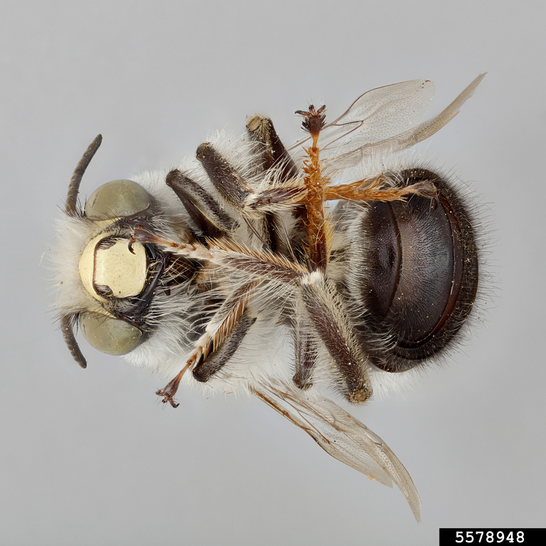 Digger bee (Anthophora ursina ssp. ursina)