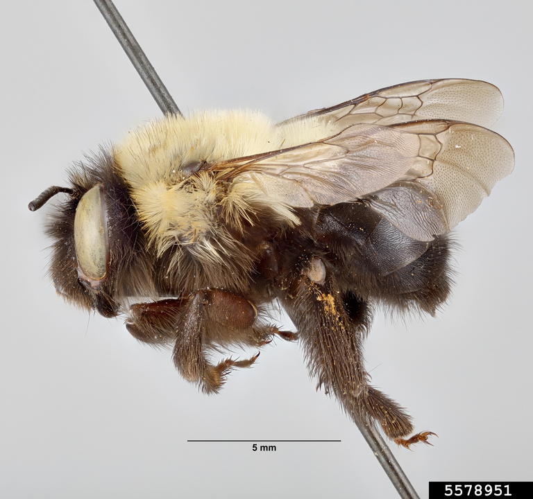 Digger bee (Anthophora ursina ssp. ursina)