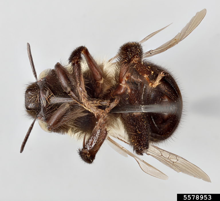 Digger bee (Anthophora ursina ssp. ursina)