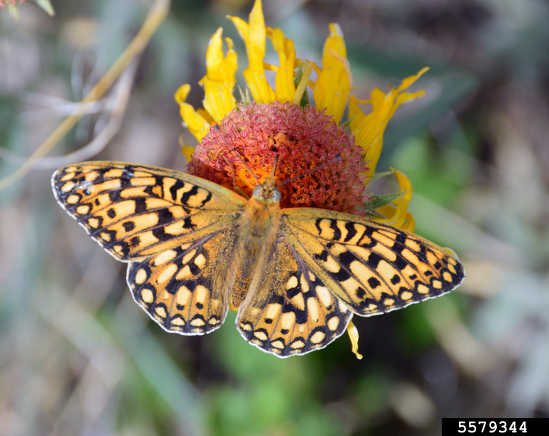 Mormon fritillary (Speyeria mormonia (Boisduval, 1869))