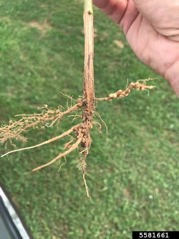 taproot decline on soybean (Xylaria arbuscula)
