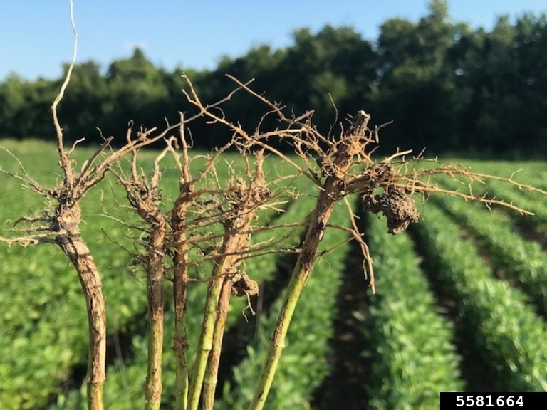 taproot decline on soybean (Xylaria arbuscula)