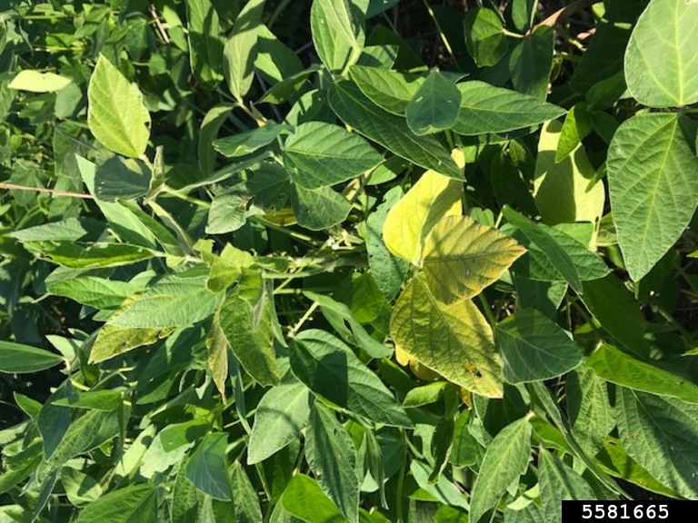 taproot decline on soybean (Xylaria arbuscula)