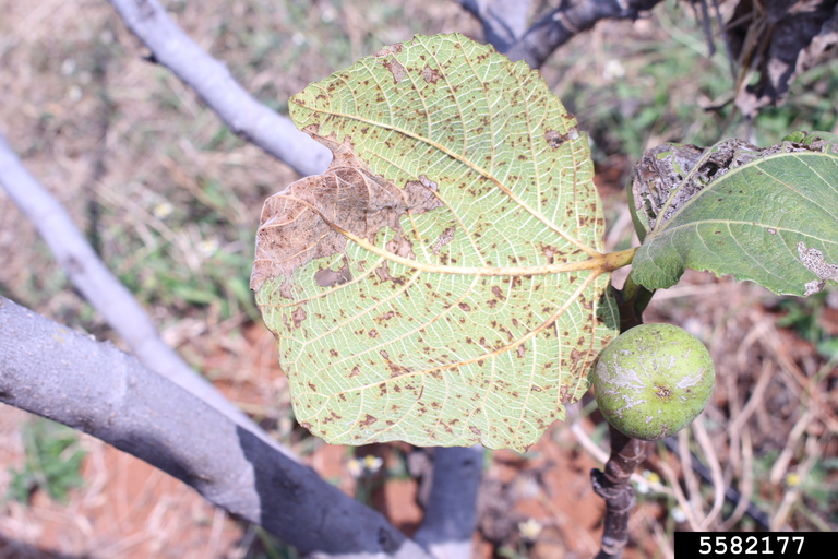 fig rust (Cerotelium fici)