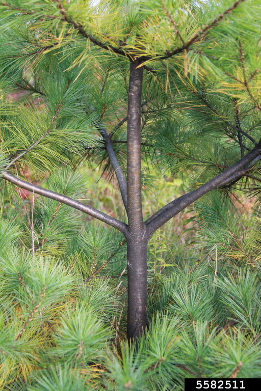 sooty mold (general) on eastern white pine (Pinus strobus ) 5582511