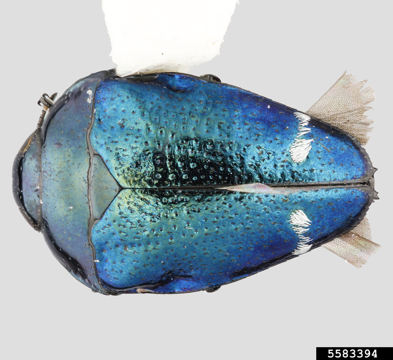metallic woodboring beetle (Pachyschelus purpureus ssp. azureus