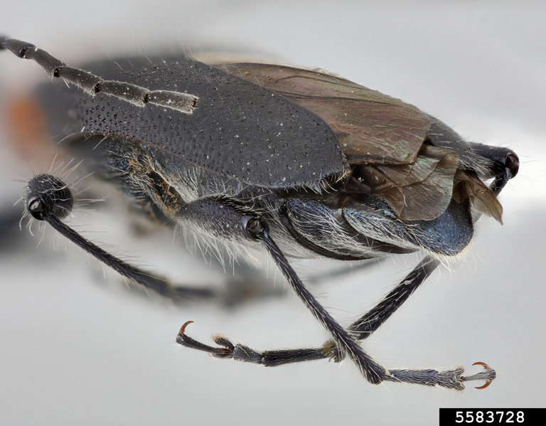 longhorned beetle (Eryphus laetus)